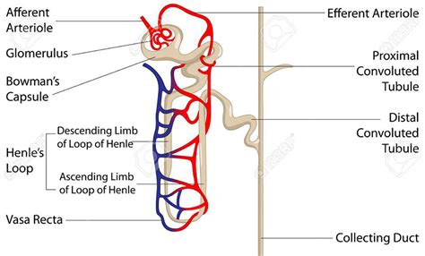 Distal Convoluted Tubule Diagram