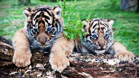 Cute Tiger Cubs Playing 🐆 Funny Tigers Playing [Funny Pets] - YouTube