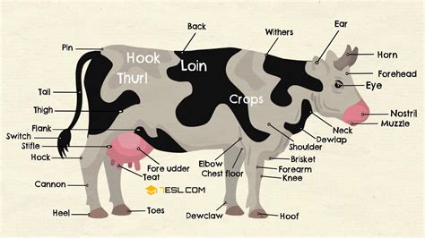 Parts of a Cow Vocabulary in English with Pictures • 7ESL | Parts of a ...