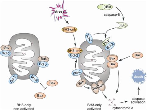 IJMS | Free Full-Text | Intrinsically Disordered Proteins in Bcl-2 ...