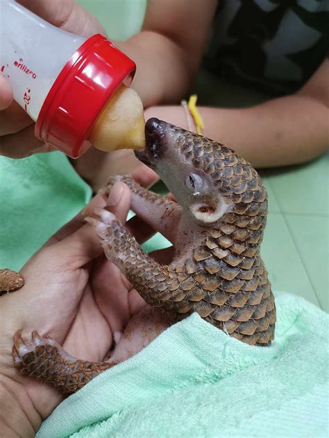 Baby Pangolin Rescued and Nursed Back to Health in Thailand