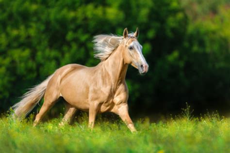 Palomino Horse - Breeds, Genetics & Facts