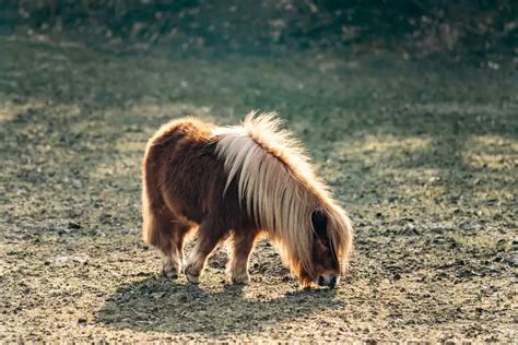 Shetland Pony Breed: Care, Cost & History (2024) | Horses Only