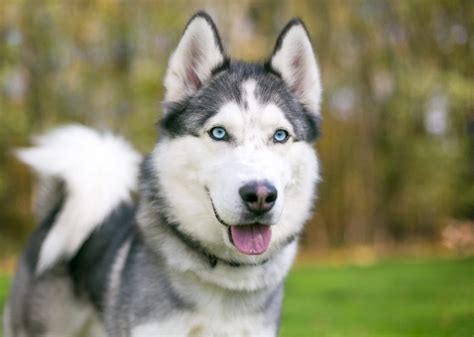 Can Huskies Be All Black