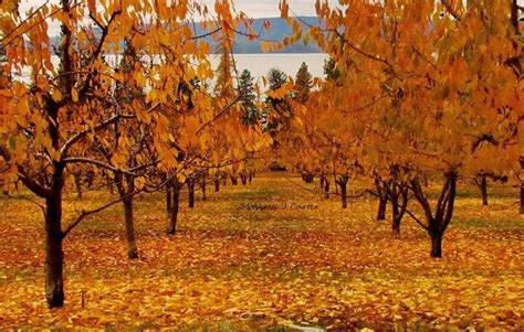 Cherry orchards, Flathead Lake- Montana | Flathead lake montana ...