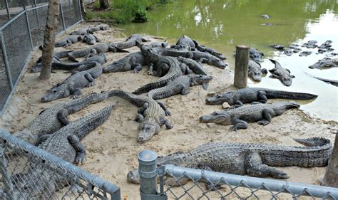 Everglades Alligator Farm Fun - Funtastic Life