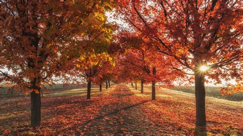 3840x2160 Autumn Fall Season Trees 4k 4K ,HD 4k Wallpapers,Images ...