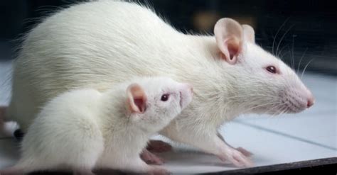 What’s a Baby Rat Called & 4 More Amazing Facts! - A-Z Animals