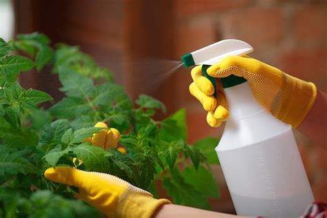 6 Easy Homemade Pesticides That Really Work