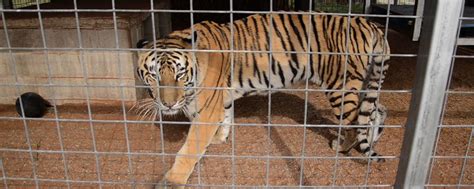 USDA suspends license of roadside zoo where Joe Exotic abused tigers | HSLF