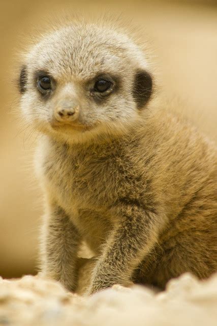 Meerkat Babies | Flickr - Photo Sharing!