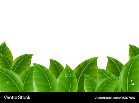 Green leaves border Royalty Free Vector Image - VectorStock