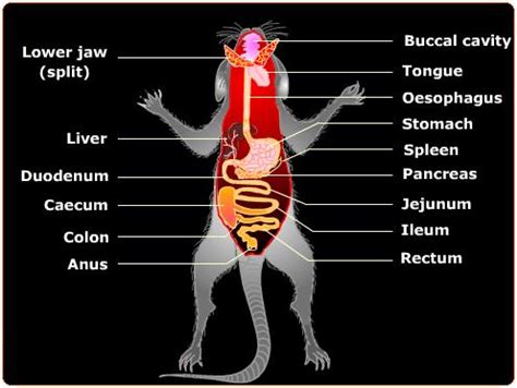 Dissected Rat Diagram Labeled