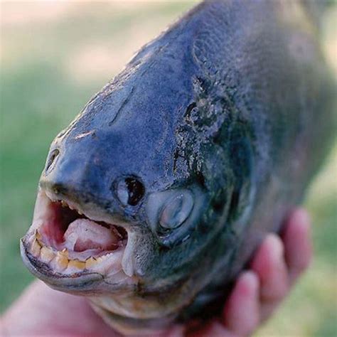 Is pacu a freshwater fish? - DIY Seattle