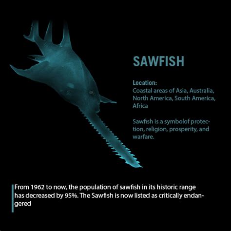 Sawfish | Wild For Life