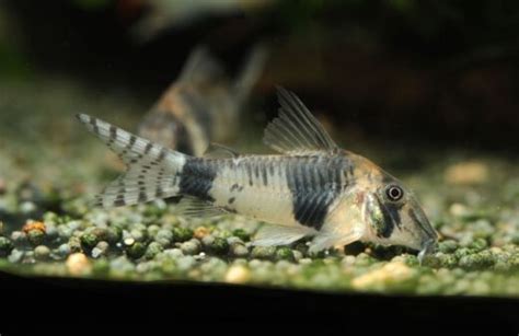 Cory Catfish Breeding Guide (Answers to Common Questions) - Avid Aquarist