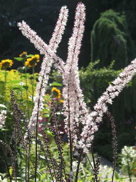 Black Cohosh Plant For Sale Online | Native Medicinal Plants