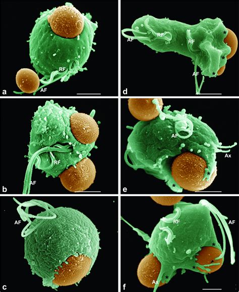 Phagocytosis Microscope