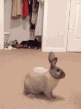 This bunny running up on this other bunny who didn't even know what was ...