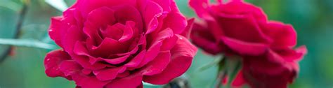 Q: What is a Floribunda rose? - UF/IFAS Extension Nassau County