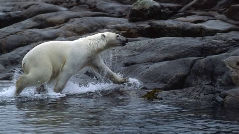 Witness the Persistence of a Hungry Polar Bear as it Attacks a Massive ...