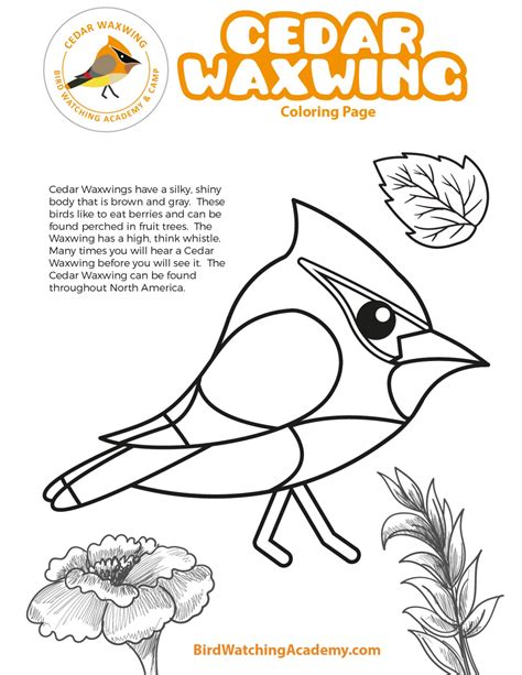 Cedar Waxwing Coloring Page - Bird Watching Academy