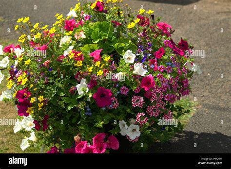 Tub of flowers Stock Photo - Alamy