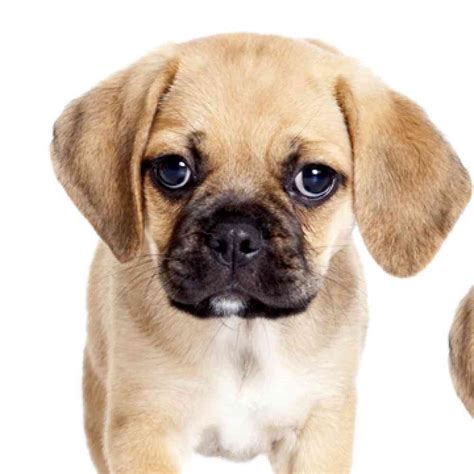 Information on Puggle Puppies for Sale in Michigan