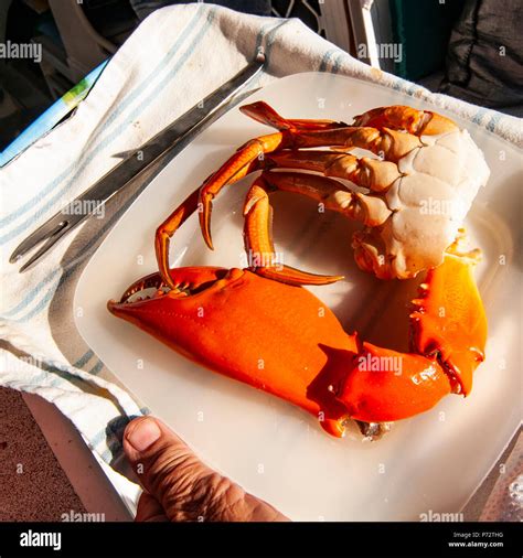 Australian Giant Mud Crab (Scylla serrata). Also known as Mangrove and ...