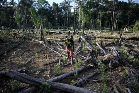 Global forest destruction continues despite COP26 deforestation pledge ...