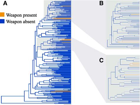 Phylogeny of Phasmatodea used, including all species (A) and two ...