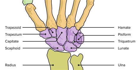 Articulação do Punho | Concise Medical Knowledge