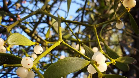 4 Fascinating Facts About Mistletoe - Leaf & Limb