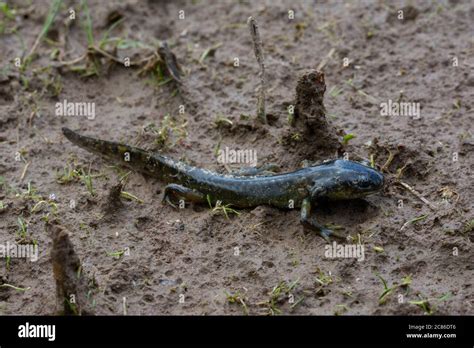 Arizona Tiger Salamander (Ambystoma mavortium nebulosum) from Mesa ...