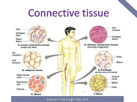 Connective tissue: characteristics, functions and types