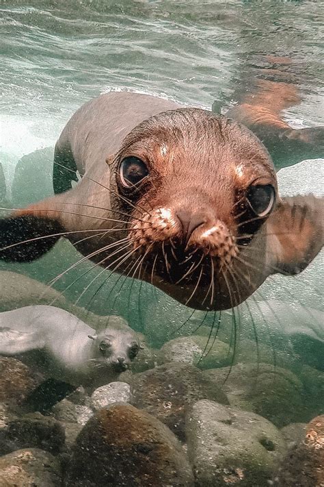 11 Unique Animals To See In The Galapagos Islands - Hand Luggage Only ...