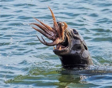 A seal eating a squid. | Amazing animal pictures, Weird animals ...