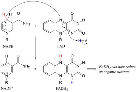 16.8: NAD(P)H, FADH2 y metabolismo - una segunda mirada - LibreTexts ...