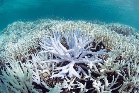 Genetically modified 'super-algae' combats global-warming-caused coral ...