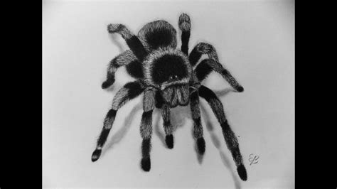 How To Draw A Tarantula Easy Step By Step The most important thing ...