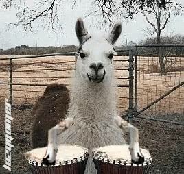 Llama Drums GIF - Llama Drums Music - Discover & Share GIFs