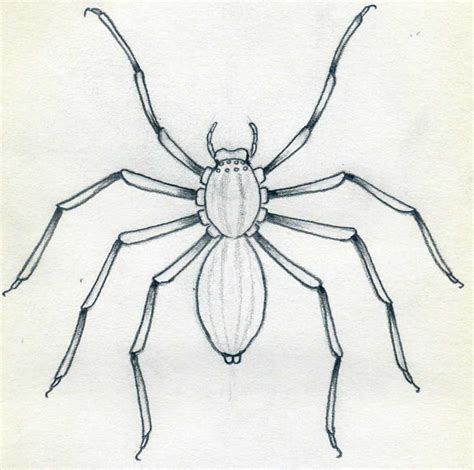 Spider Pencil Drawing