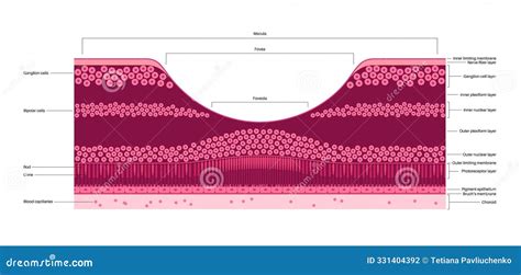 Macula fovea and foveola stock illustration. Illustration of light ...