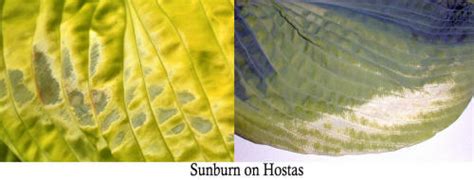 Sunburn on Hosta Leaves - Hosta Pests from The Hosta Helper - Presented ...