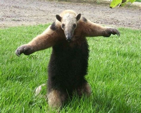 #anteaters on Tumblr