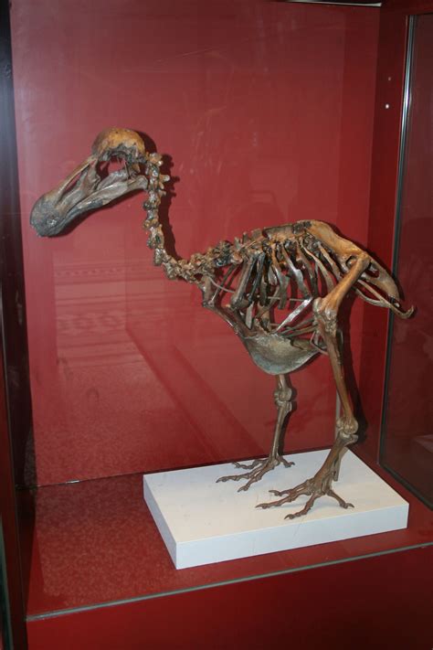 Image - Dodo-Skeleton Natural History Museum London England.jpg ...