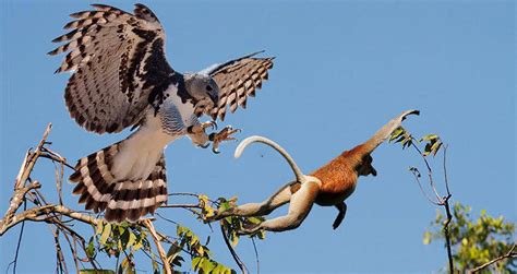 Harpy Eagle Hunting