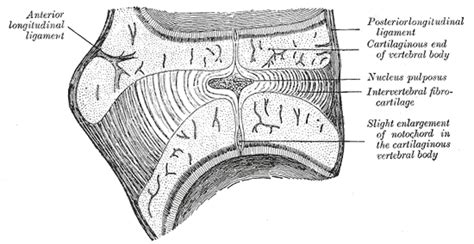 Nucleus pulposus - wikidoc