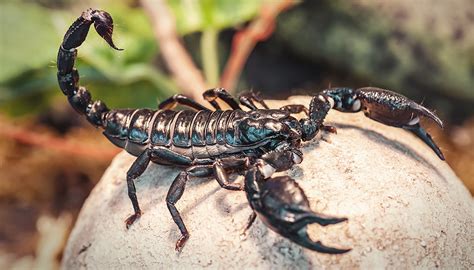 Scorpion Venom: The Newest Treatment for a Deadly Cancer - NFCR