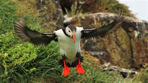 Puffins & Elves tour - Seydisfjordur - Arctic Shorex